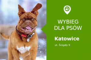 Wybieg dla psów Katowice