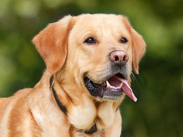 Labrador Retriever opis rasy psa