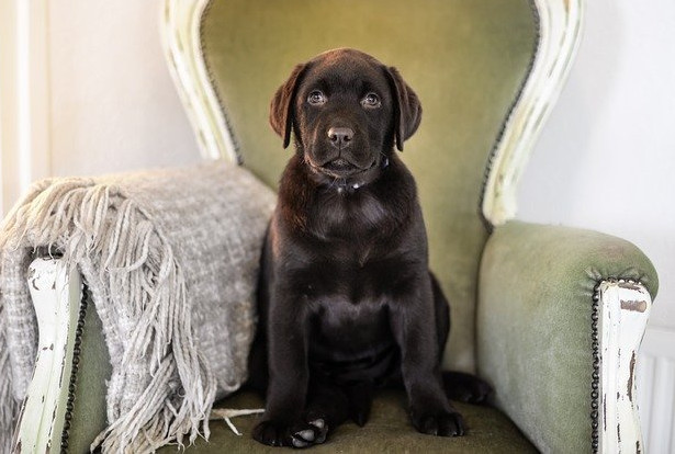 Szczeniak Labrador Retriever - wszystko co musisz wiedzieć o małym Labradorze
