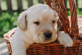 Miot Labrador Retriever – przydatne informacje
