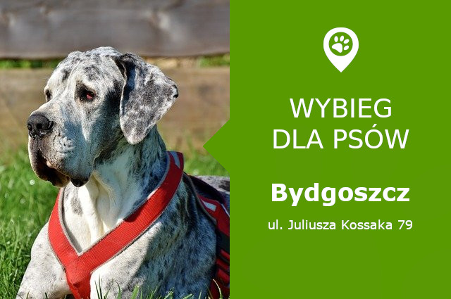 Plac zabaw dla psów Bydgoszcz