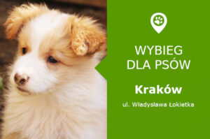 Plac zabaw dla psów Kraków, ul. Władysława Łokietka, Prądnik Biały, Park Krowoderski, malopolskie