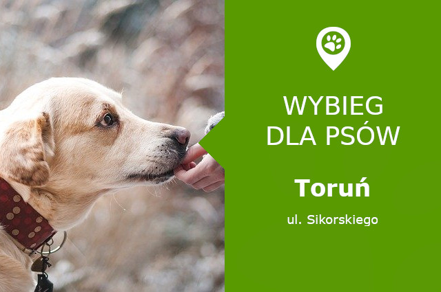 Plac zabaw dla psów Toruń