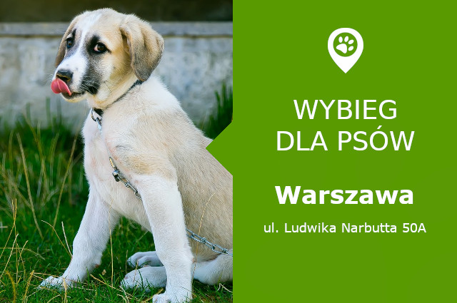 Plac zabaw dla psów Warszawa