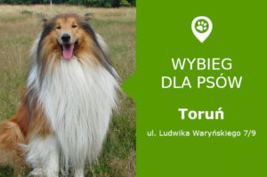 Wybieg dla psów Toruń
