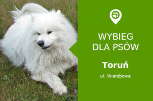 Wybieg dla psów Toruń