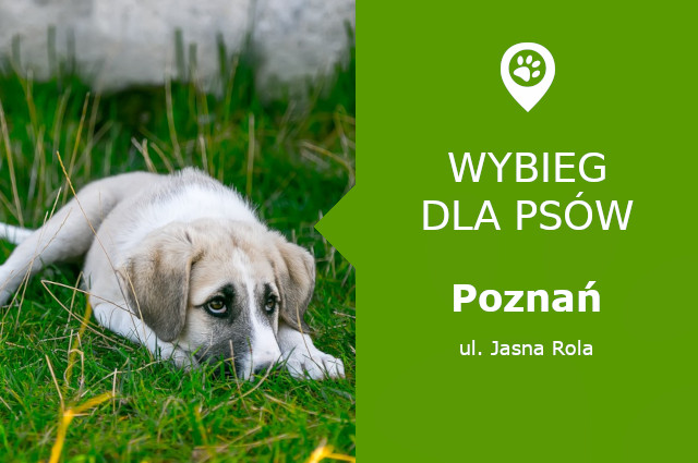 Dog park Poznań