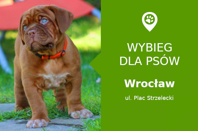 Dog park Wrocław, Plac Strzelecki, Nadodrze, Skwer Sybiraków, dolnośląskie