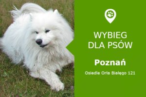 Plac zabaw dla psów Poznań, Osiedle Orła Białęgo 121, dzielnica Żegrze, wielkopolskie