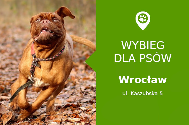 Plac zabaw dla psów Wrocław, Kaszubska 5, dzielnica Nadodrze, dolnośląskie