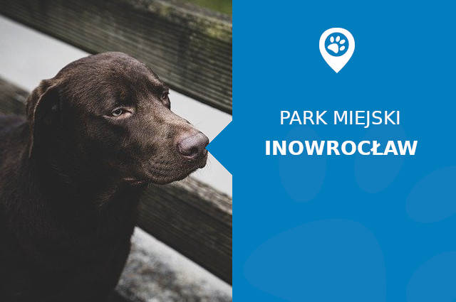 Labrador w Nowy Parku Solankowym Inowrocław
