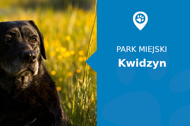 Labrador w Park za Urzędem Miejskim Kwidzyn