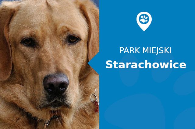 Labrador w Parku Kultury Starachowice