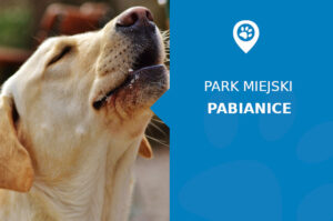 Labrador w Parku Wolności Pabianice