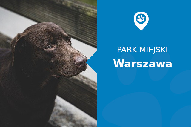 Labrador w Parku Agrykola Warszawa