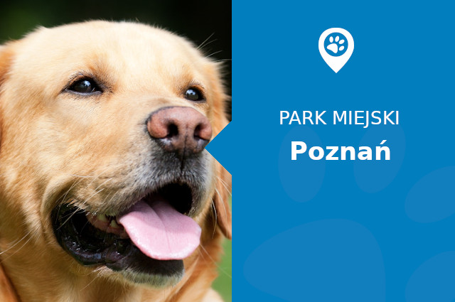 Labrador w Parku Cytadela Poznań
