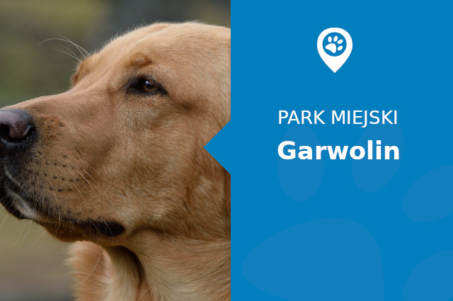 Labrador w Parku Garwolin