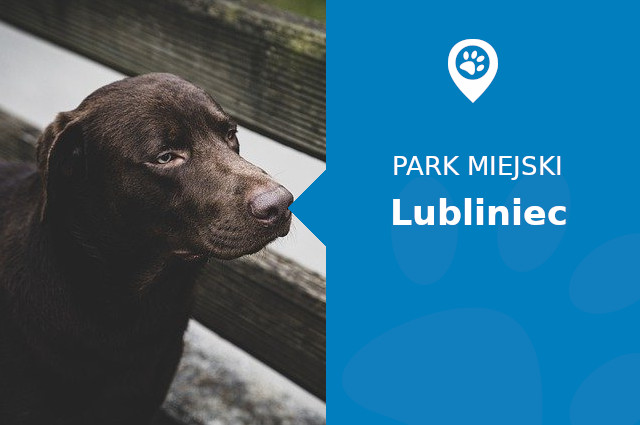 Labrador w Parku Grunwaldzkim Lubliniec