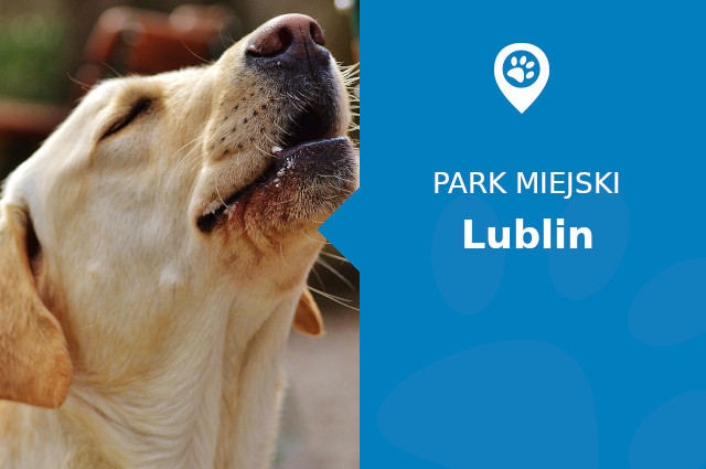 Labrador w Parku im. Św. Jana Pawła II Lublin