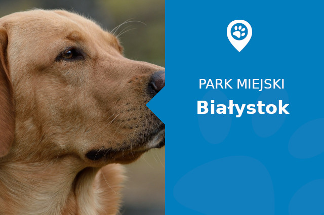 Labrador w Parku Konstytucji 3 Maja Białystok