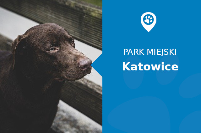 Labrador w Parku Leśnym Katowice