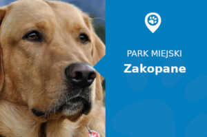 Labrador w Parku Miejskim Imienia Marszałka Józefa Piłsudskiego Zakopane