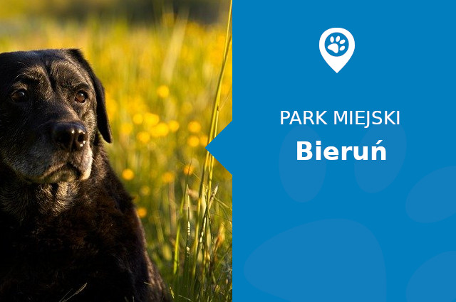 Labrador w Parku Miejskim Mini Arboretum Bieruń