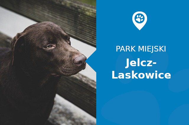 Labrador w Parku Miłośników Jelcza Jelcz-Laskowice
