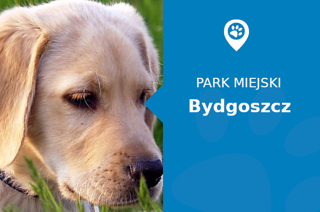 Labrador w Parku nad Starym Kanalem Bydgoszcz