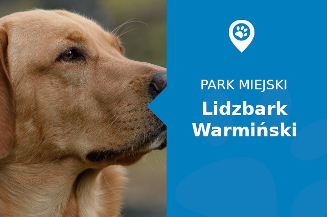 Labrador w Parku Nad Symsarną Lidzbark Warmiński