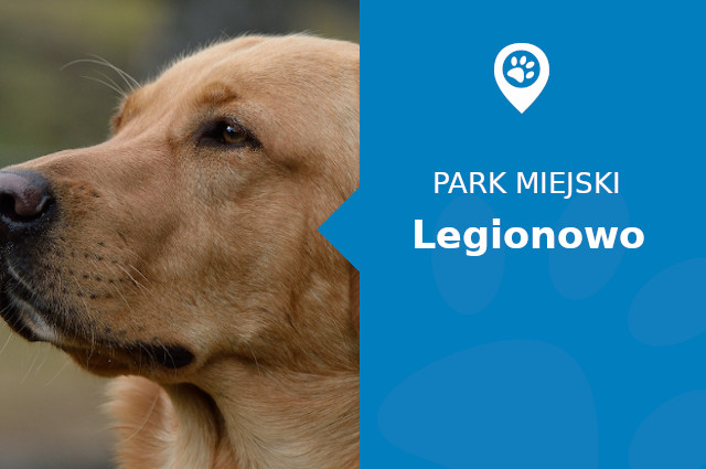 Labrador w Parku Zdrowia Legionowo