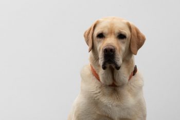 Dlaczego Labrador śmierdzi?