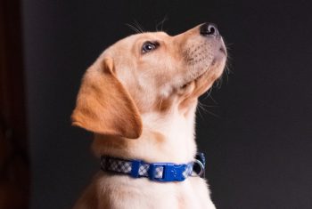 Gdzie kupić Labradora?