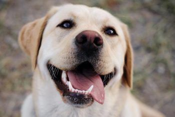 Kiedy Labrador linieje?