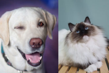 Labrador retriever i kot Ragdoll