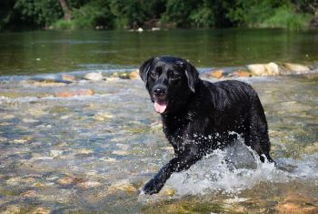 Kiedy Labrador zmienia zęby?