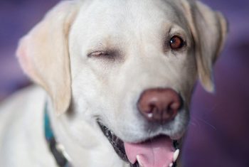 Spuchnięte oko u psa – co może być przyczyną? Jak zareagować?