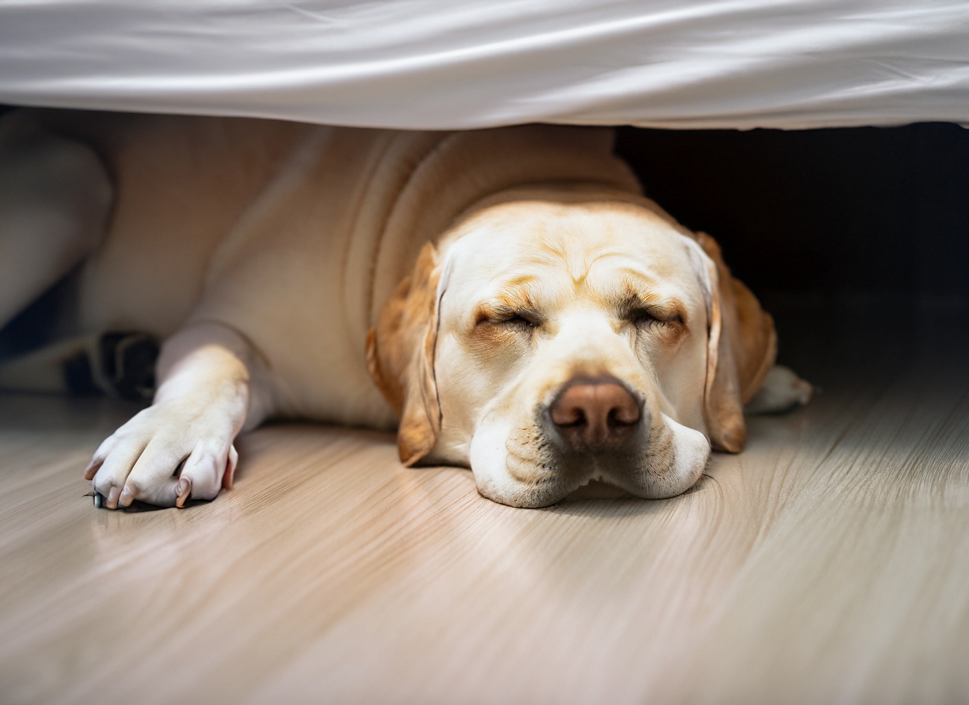Dlaczego mój pies śpi pod moim łóżkiem