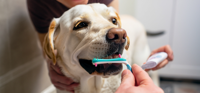 Mycie zębów psa